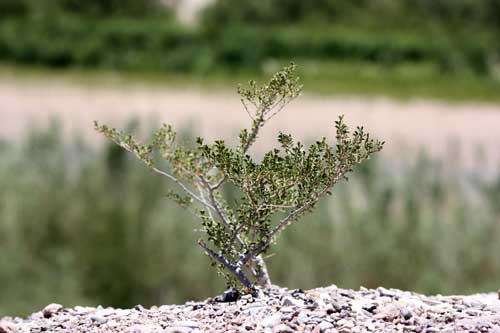 desert plant