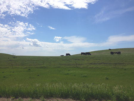 cows in south dakota