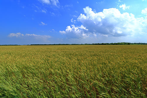 kansas