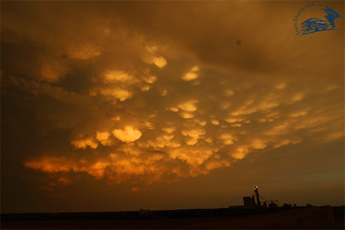 mammatus