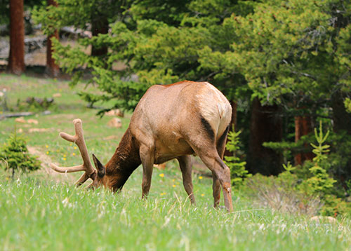 elk in rocky mountain national park