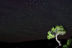 star sky and tree