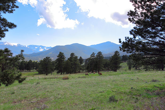 rocky mountain national park deer